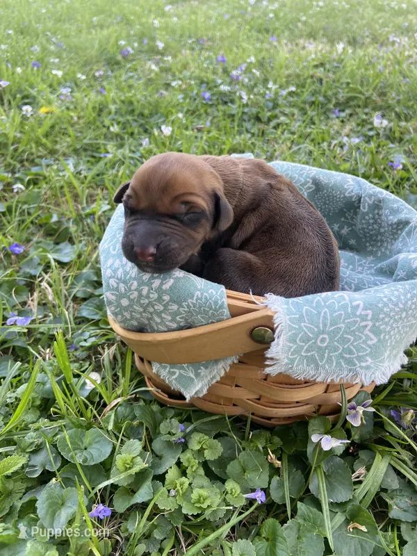Black - Female – Rhodesian Ridgeback puppy for sale in Clever, MO