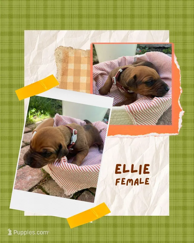 Ellie – Rhodesian Ridgeback puppy for sale in Clever, MO