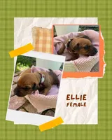 Ellie, a female Rhodesian Ridgeback for sale in Clever, MO – 3 of 4