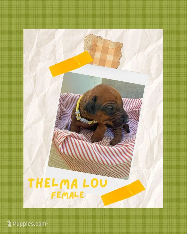 Thelma Lou – Rhodesian Ridgeback puppy for sale in Clever, MO