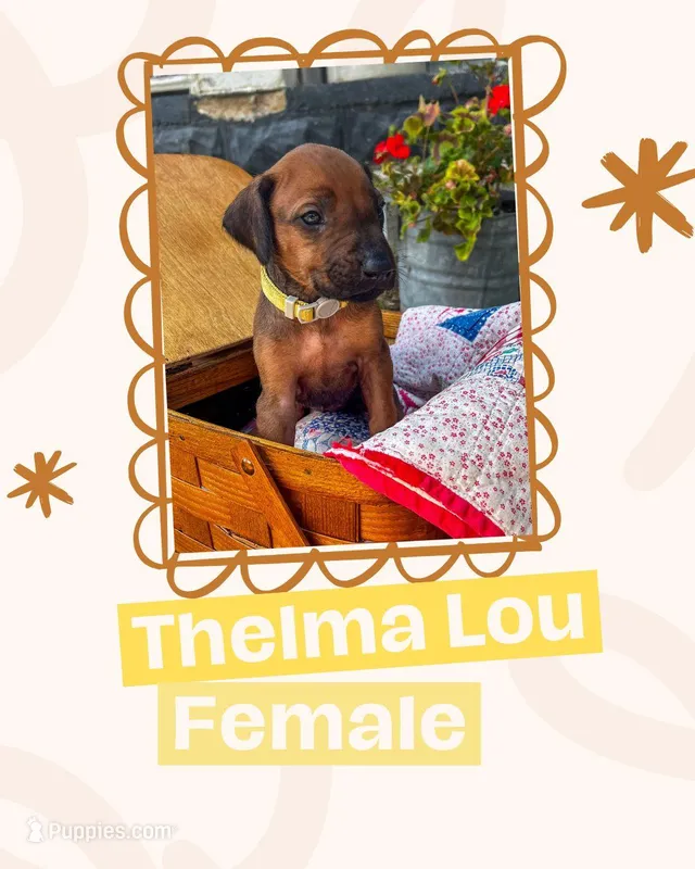 Thelma Lou – Rhodesian Ridgeback puppy for sale in Clever, MO