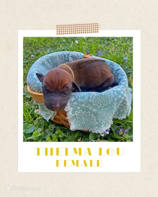 Thelma Lou – Rhodesian Ridgeback puppy for sale in Clever, MO