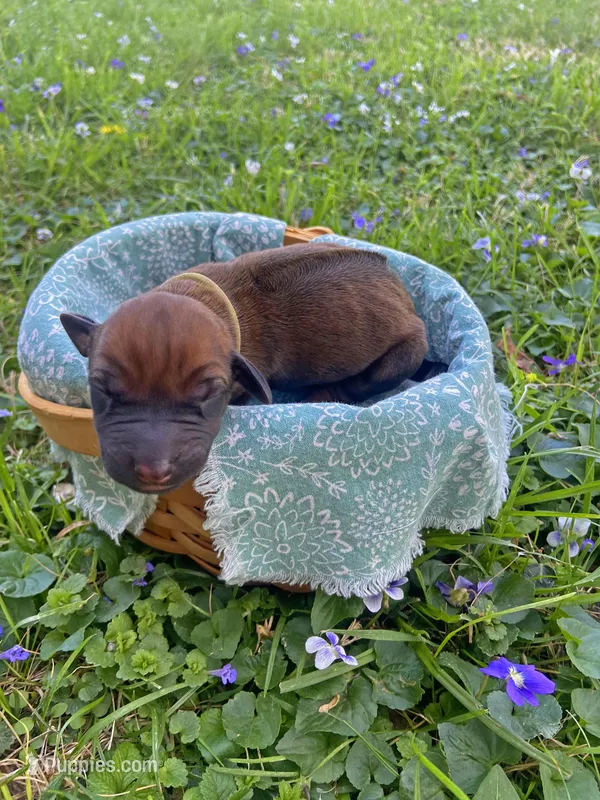 Yellow – Rhodesian Ridgeback puppy for sale in Clever, MO