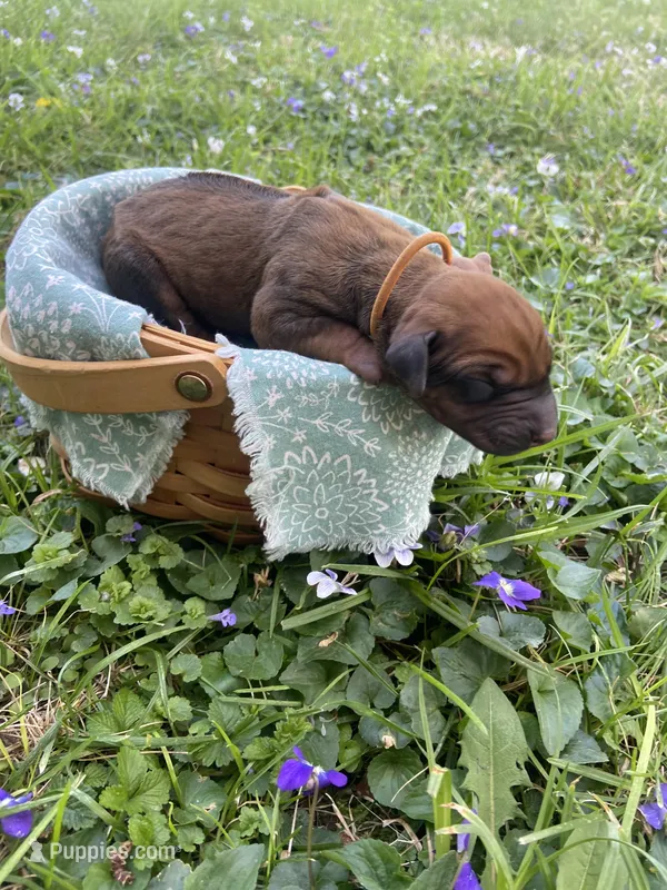 Orange – Rhodesian Ridgeback puppy for sale in Clever, MO