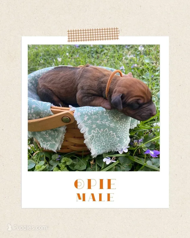 Opie – Rhodesian Ridgeback puppy for sale in Clever, MO