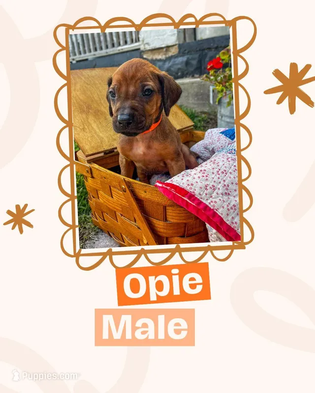 Opie – Rhodesian Ridgeback puppy for sale in Clever, MO