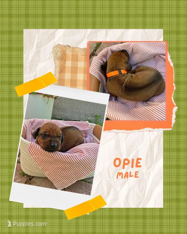 Opie – Rhodesian Ridgeback puppy for sale in Clever, MO