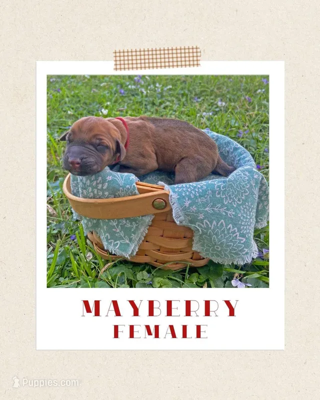 Mayberry – Rhodesian Ridgeback puppy for sale in Clever, MO