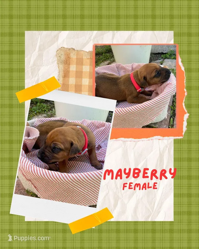 Mayberry – Rhodesian Ridgeback puppy for sale in Clever, MO
