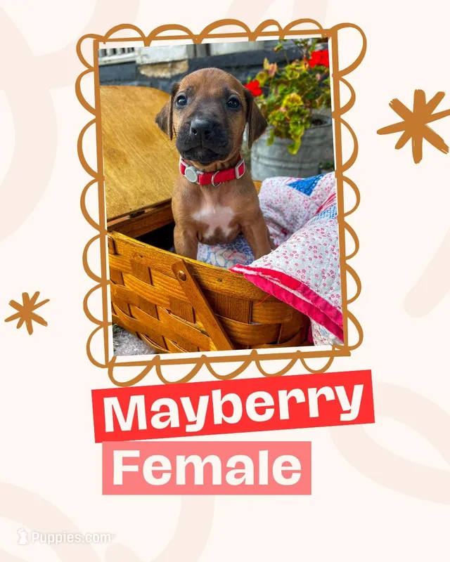 Mayberry – Rhodesian Ridgeback puppy for sale in Clever, MO