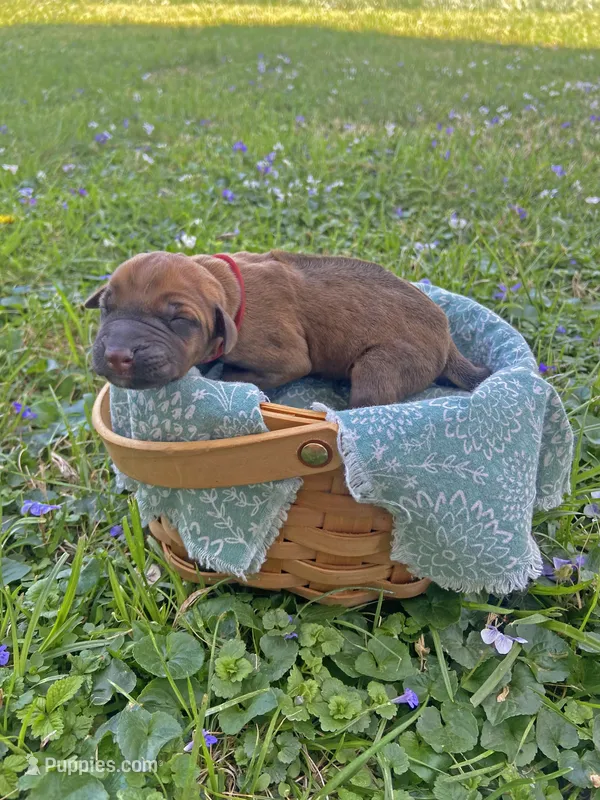 Red – Rhodesian Ridgeback puppy for sale in Clever, MO