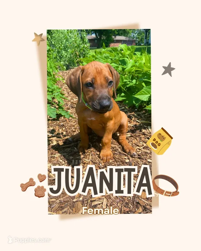 Juanita – Rhodesian Ridgeback puppy for sale in Clever, MO