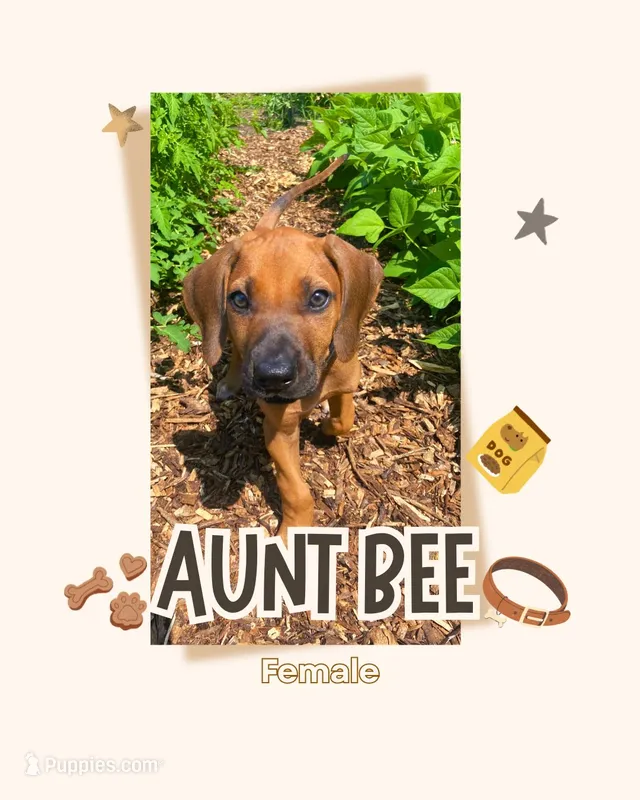 Aunt Bee – Rhodesian Ridgeback puppy for sale in Clever, MO