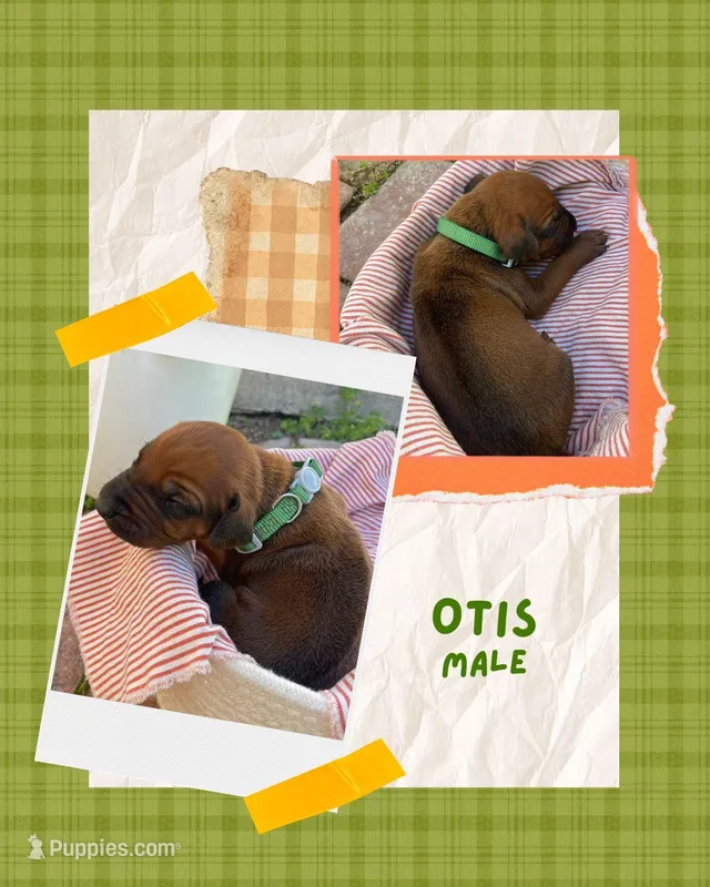 Otis – Rhodesian Ridgeback puppy for sale in Clever, MO