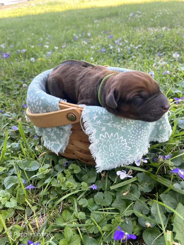 Green – Rhodesian Ridgeback puppy for sale in Clever, MO