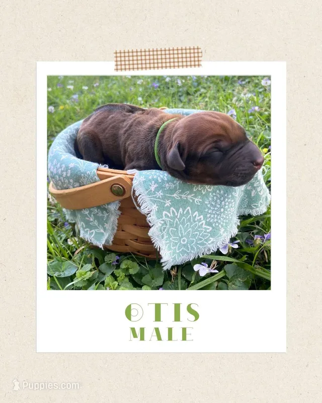 Otis – Rhodesian Ridgeback puppy for sale in Clever, MO