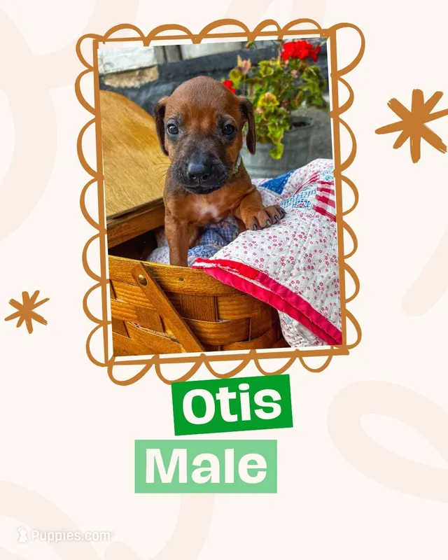 Otis – Rhodesian Ridgeback puppy for sale in Clever, MO