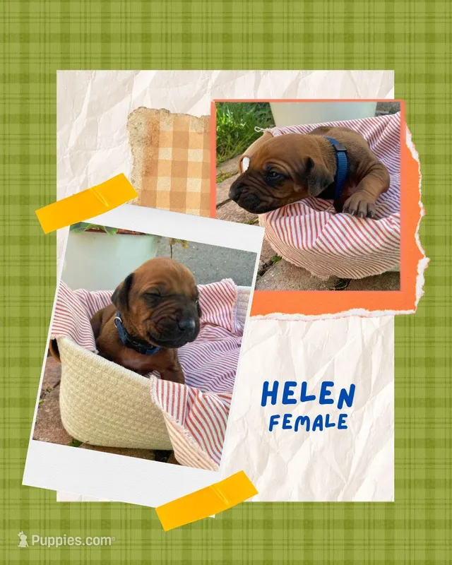 Helen – Rhodesian Ridgeback puppy for sale in Clever, MO