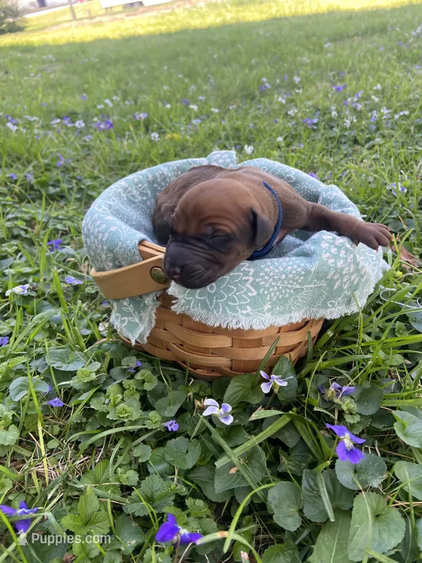 Navy Blue – Rhodesian Ridgeback puppy for sale in Clever, MO