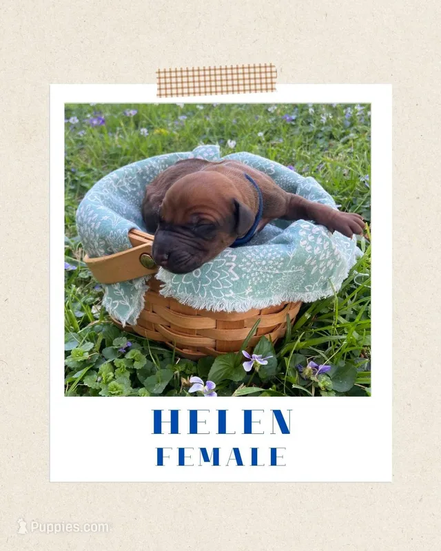 Helen – Rhodesian Ridgeback puppy for sale in Clever, MO