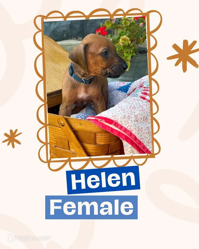 Helen – Rhodesian Ridgeback puppy for sale in Clever, MO