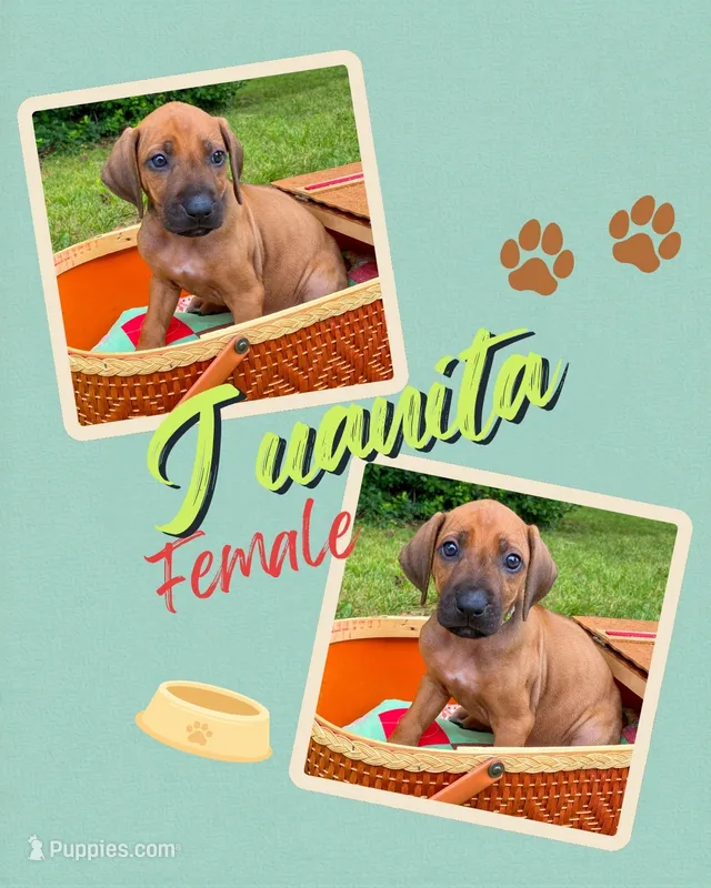 Juanita – Rhodesian Ridgeback puppy for sale in Clever, MO