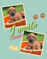 Juanita, a female Rhodesian Ridgeback for sale in Clever, MO – 1 of 4