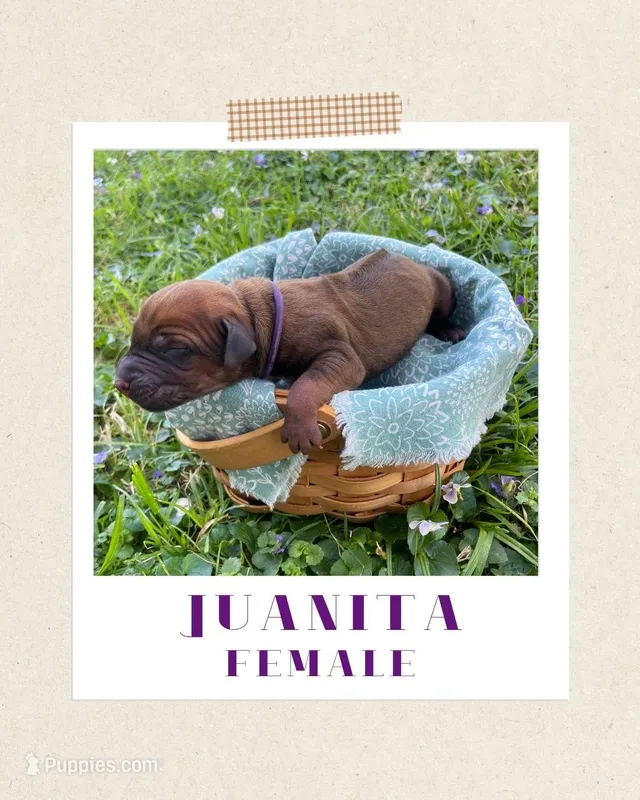 Juanita – Rhodesian Ridgeback puppy for sale in Clever, MO