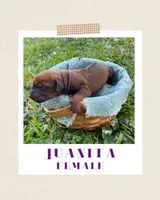 Juanita, a female Rhodesian Ridgeback for sale in Clever, MO – 4 of 4