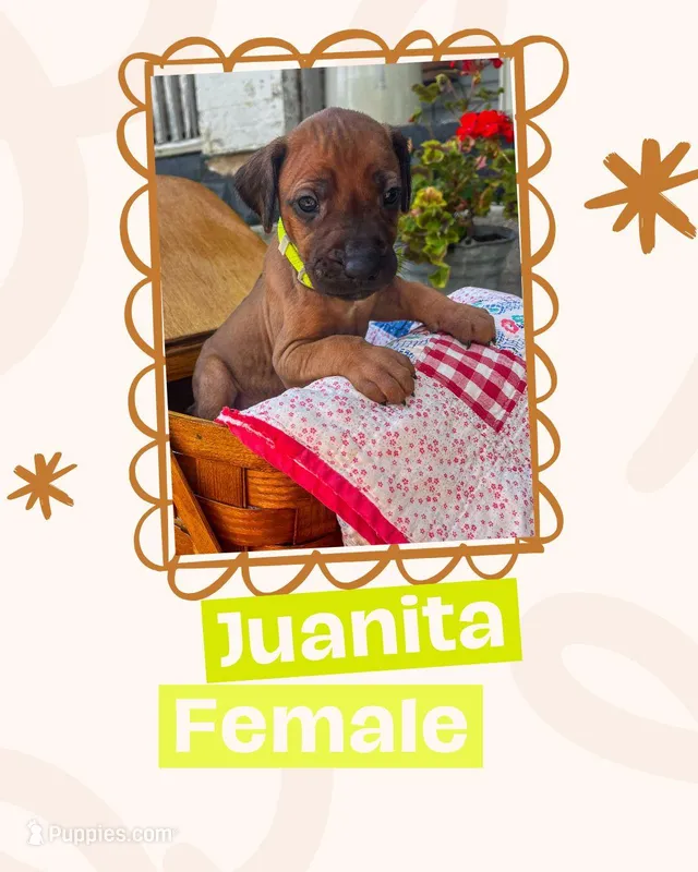 Juanita – Rhodesian Ridgeback puppy for sale in Clever, MO