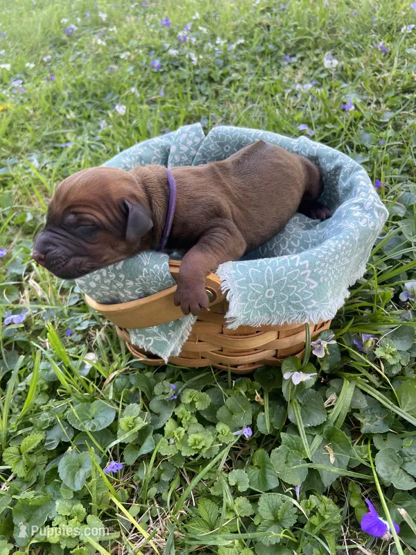 Purple – Rhodesian Ridgeback puppy for sale in Clever, MO