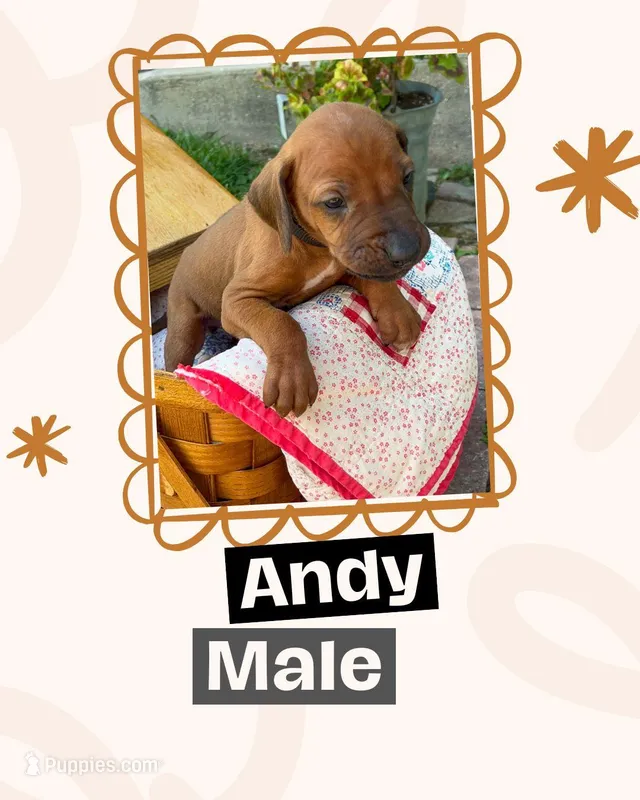 Andy – Rhodesian Ridgeback puppy for sale in Clever, MO