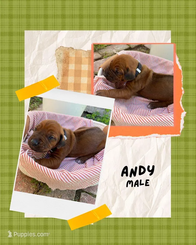 Andy – Rhodesian Ridgeback puppy for sale in Clever, MO