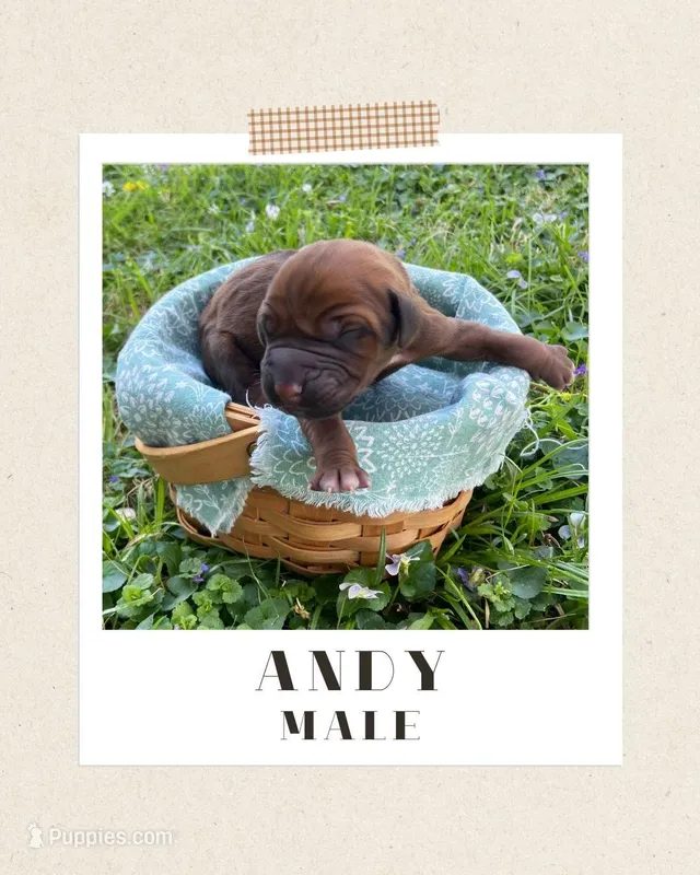 Andy – Rhodesian Ridgeback puppy for sale in Clever, MO