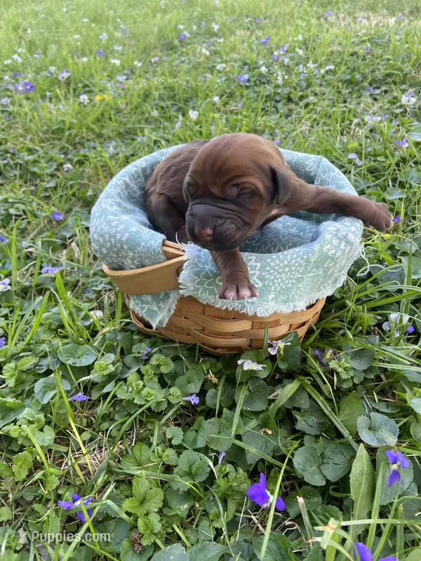 Black - Male – Rhodesian Ridgeback puppy for sale in Clever, MO