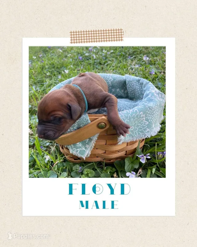 Floyd – Rhodesian Ridgeback puppy for sale in Clever, MO