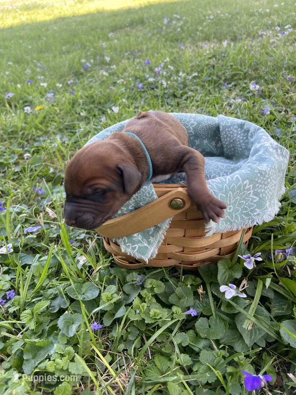 Bright Blue – Rhodesian Ridgeback puppy for sale in Clever, MO
