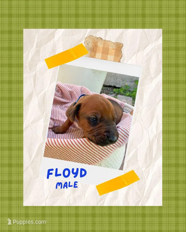 Floyd – Rhodesian Ridgeback puppy for sale in Clever, MO