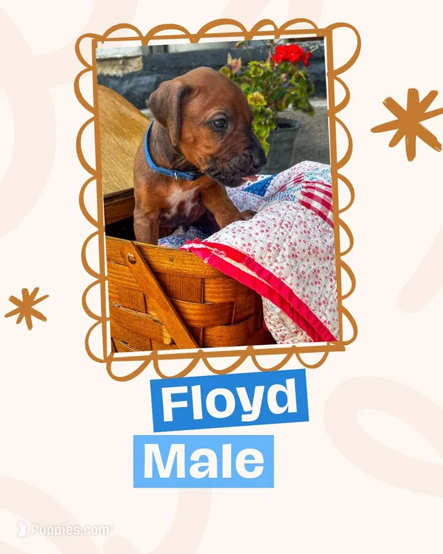 Floyd – Rhodesian Ridgeback puppy for sale in Clever, MO