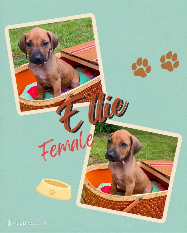 Ellie – Rhodesian Ridgeback puppy for sale in Clever, MO