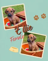 Ellie, a female Rhodesian Ridgeback for sale in Clever, MO – 1 of 4