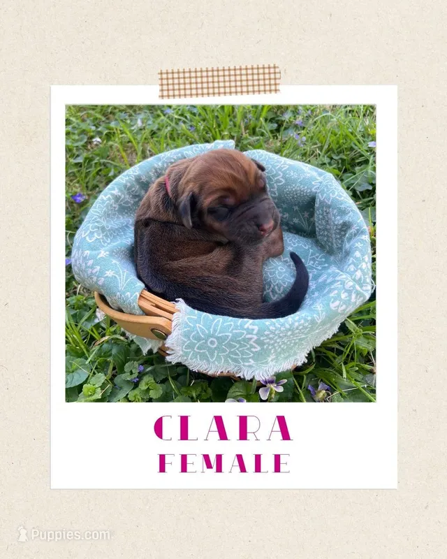 Clara – Rhodesian Ridgeback puppy for sale in Clever, MO