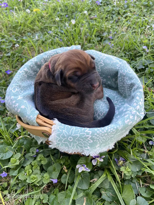 Pink – Rhodesian Ridgeback puppy for sale in Clever, MO