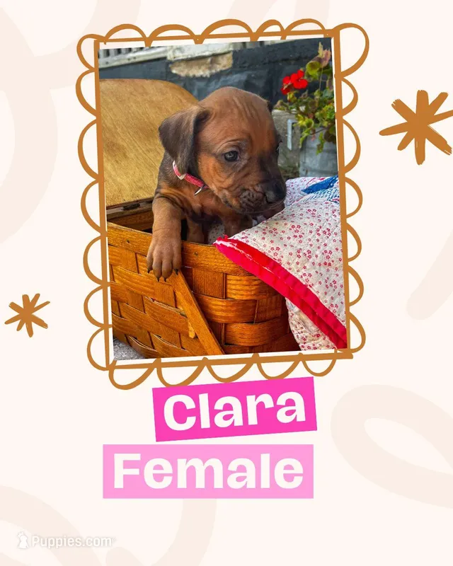 Clara – Rhodesian Ridgeback puppy for sale in Clever, MO