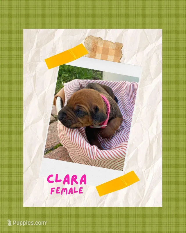 Clara – Rhodesian Ridgeback puppy for sale in Clever, MO