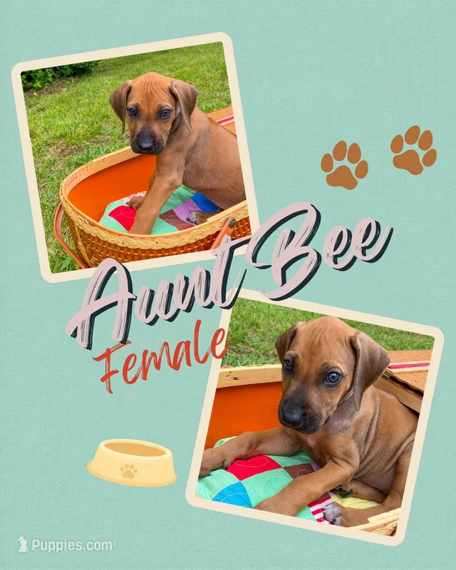 Aunt Bee – Rhodesian Ridgeback puppy for sale in Clever, MO