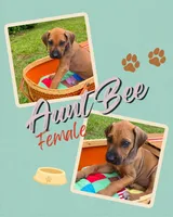 Aunt Bee, a female Rhodesian Ridgeback for sale in Clever, MO – 1 of 4