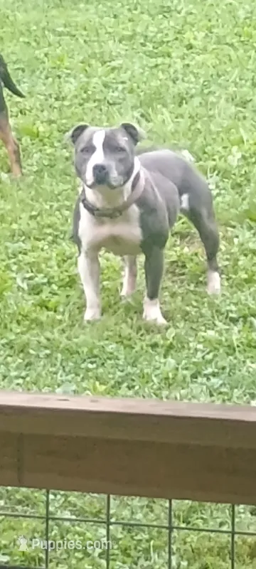 Loretta  – Staffordshire Bull Terrier puppy for sale in Washington, PA