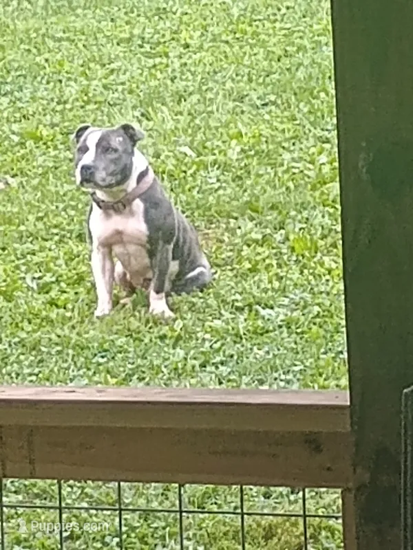 Loretta  – Staffordshire Bull Terrier puppy for sale in Washington, PA