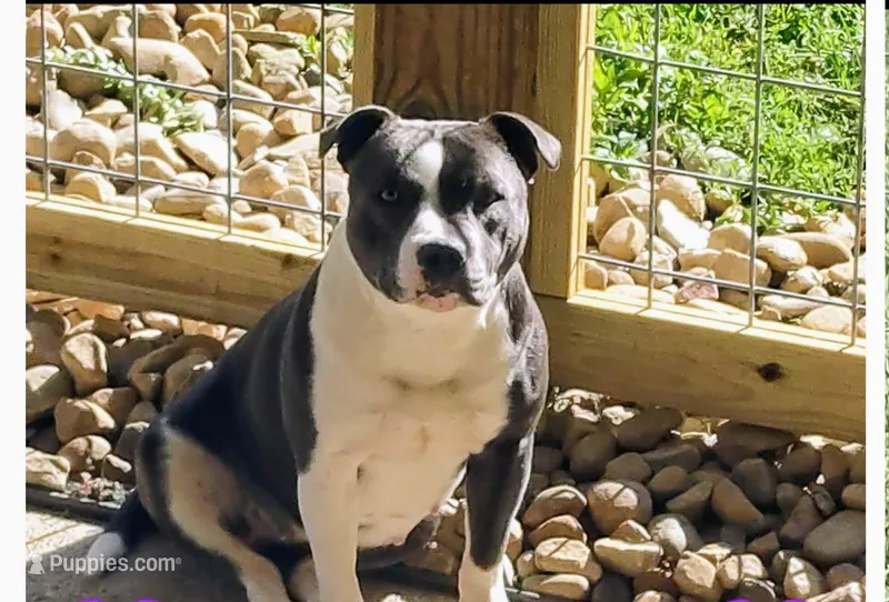 Loretta  – Staffordshire Bull Terrier puppy for sale in Washington, PA